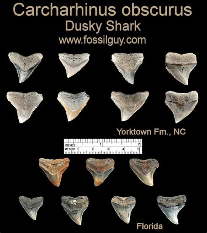 Discoveries From Gray Shark Teeth