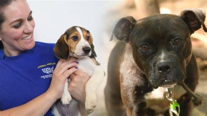 Uncover The Heartwarming Tales Behind "Small But Mighty Dog Rescue Photos"