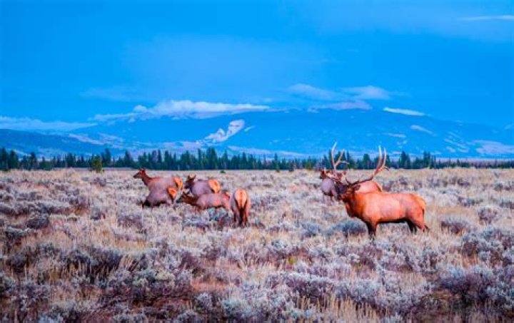 Unveiling The Enchanting World Of Jackson Hole Flowers: Discoveries And Insights
