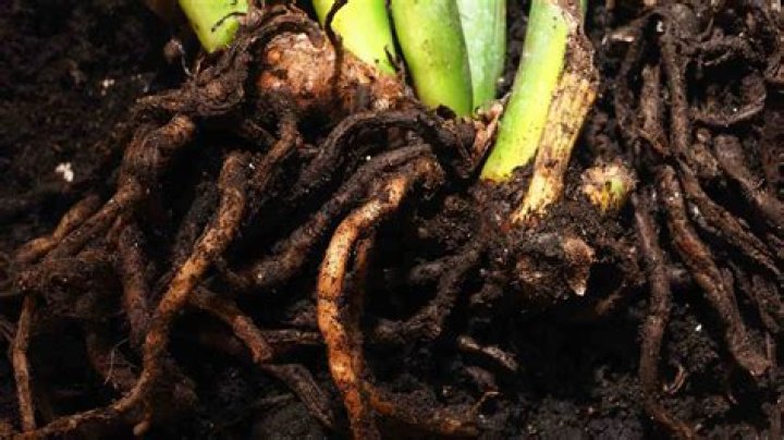 Unveiling The Roots Of Muni Long: Discoveries From Her Birthplace